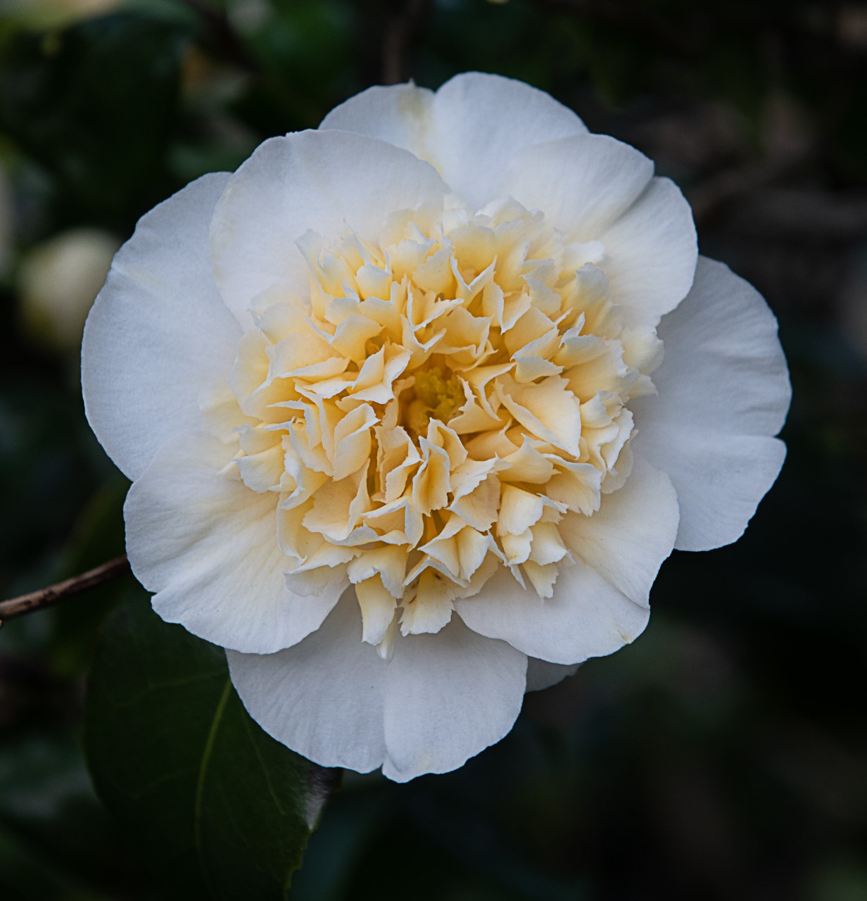 C. x williamsii 'Jury's Yellow' AGM